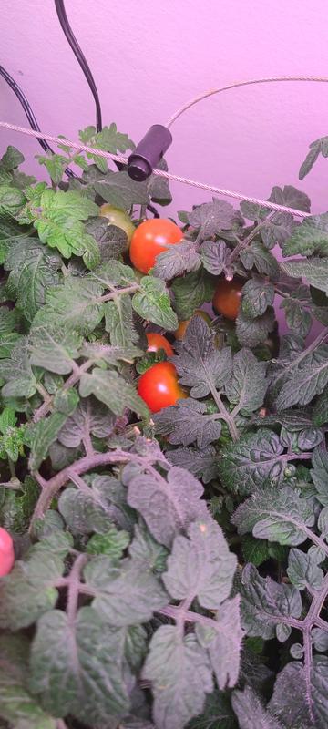 Photo from Jans garden