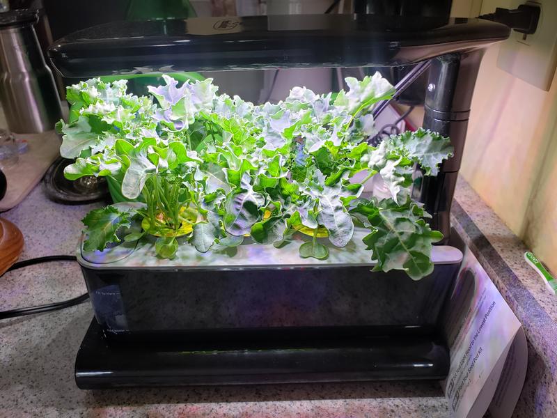 Three weeks of growth.