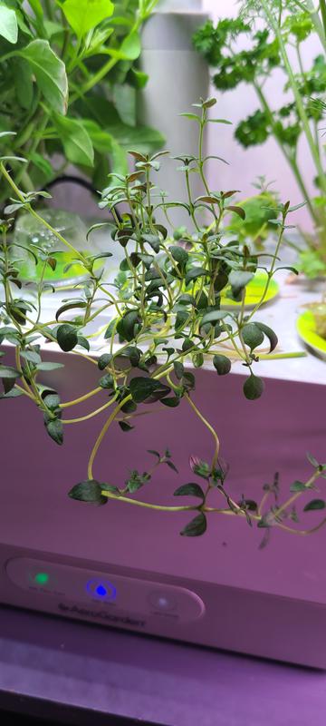 Photo from Jans garden