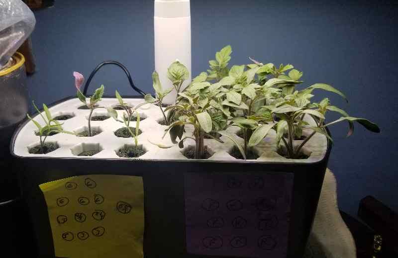 Seedlings
