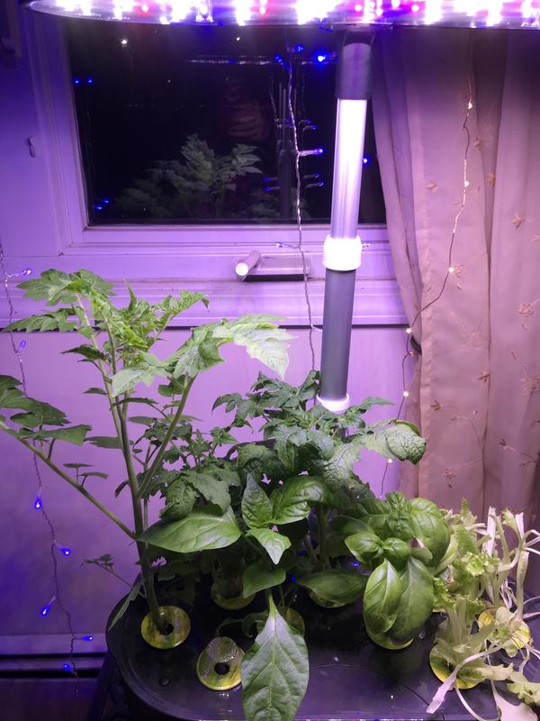 Bounty Basic Smart Indoor Garden w/ Grow Light - AeroGarden