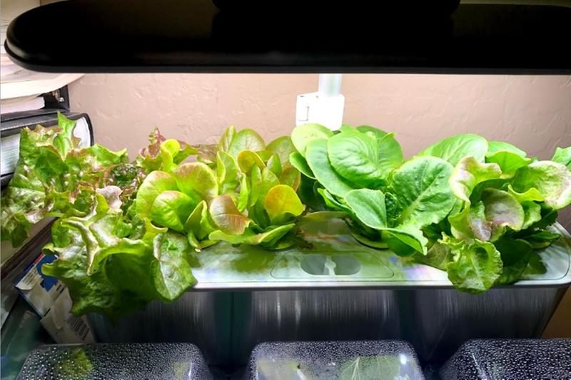 Aerogarden Heirloom Salad Greens Seed Kit New Sealed 6 Pod 