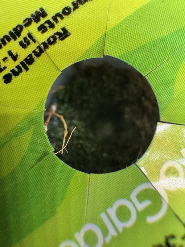 Photo from algae