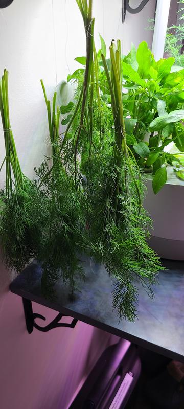 Photo from Jans garden