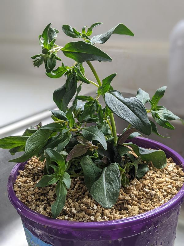 Happy Snapdragon transplanted after it was started in the AeroGarden