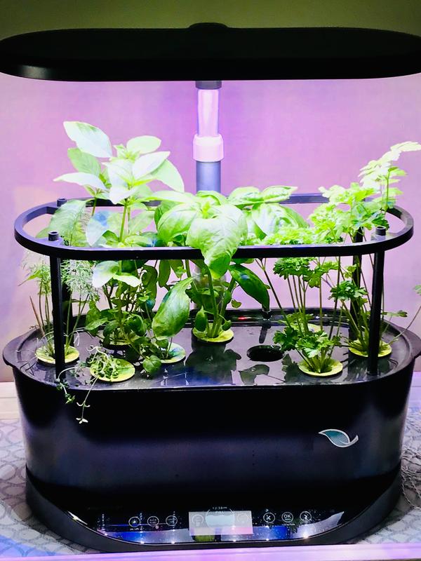 Bounty Basic Smart Indoor Garden w/ Grow Light - AeroGarden