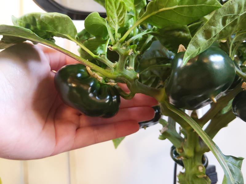 Sweet Bell Pepper 2 Pods With 7 Spacers MiracleGro AeroGarden Seed Pod Kit 