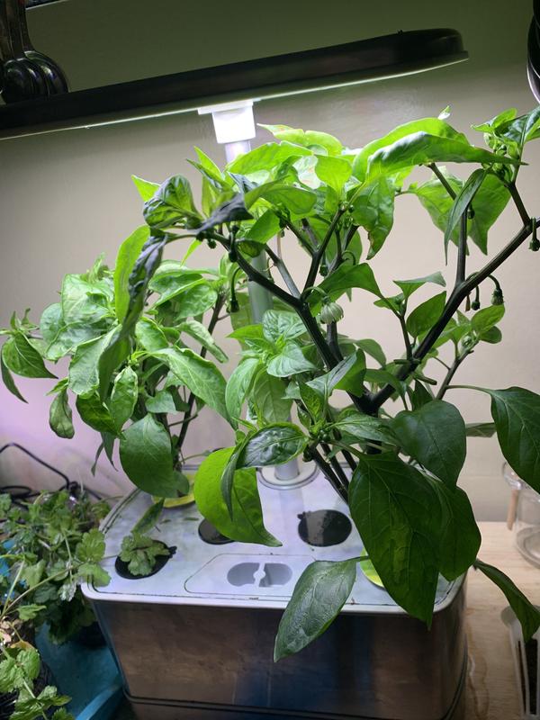 Start to bud!!!! I can’t wait!!!