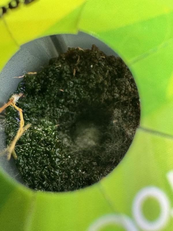 Photo from algae