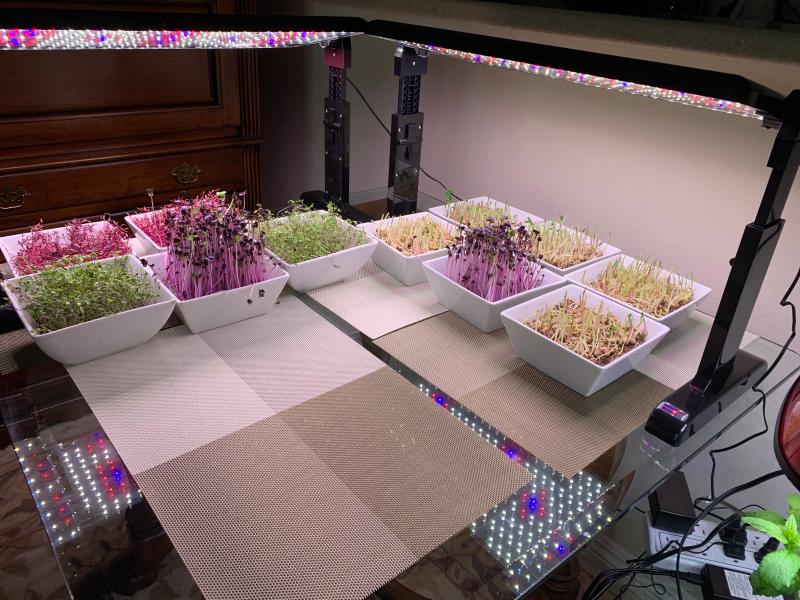 Aerogarden grow store light panel