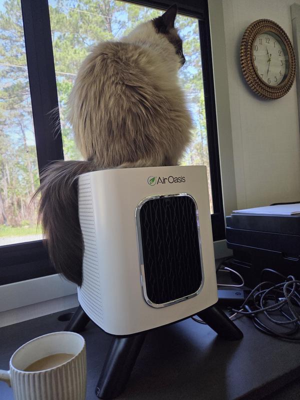 Even the cat loves it, lol.