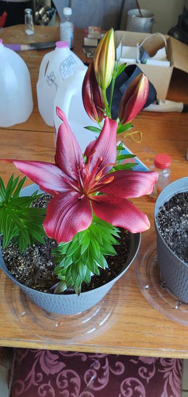 Grown with filtered water. Wayyyyyy bigger and more vivid colour.