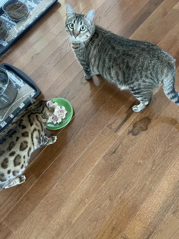 Two of my cats enjoying this