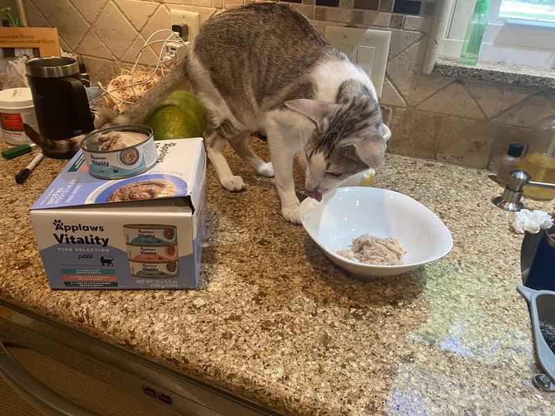 Picky cat can’t wait.