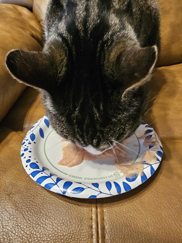 Cooper Cat scarfs it down