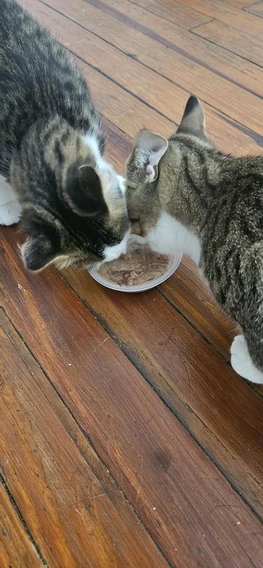 Cats love it