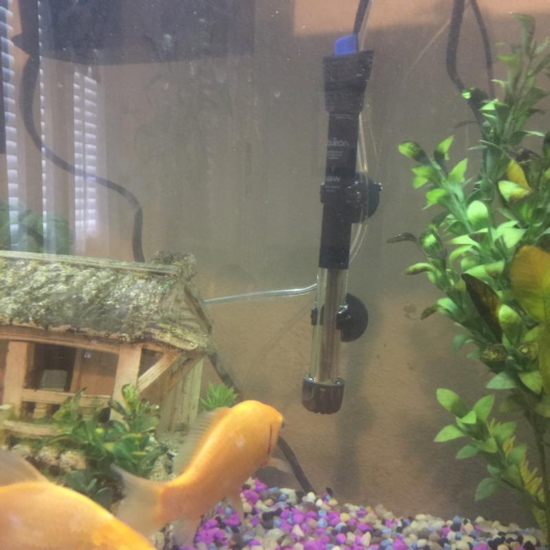 Pet supplies plus outlet fish tank