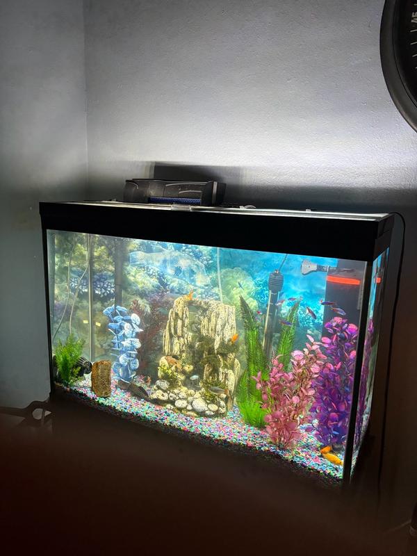 blue star farn pflege Phlebodium aureum 'Blue Star' – Blaugrüner Farn