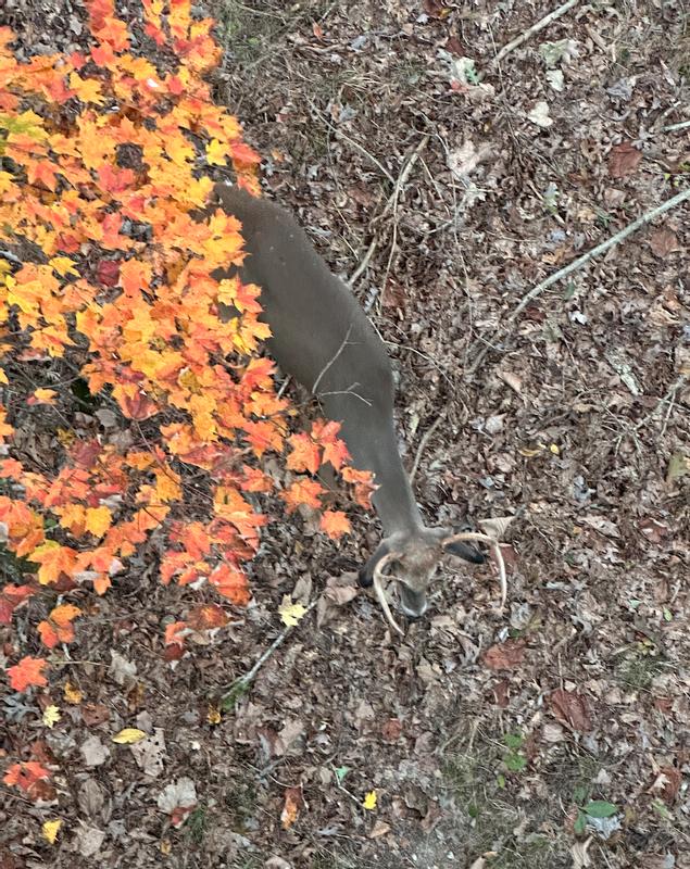 Six point under my stand attracted by Tinks