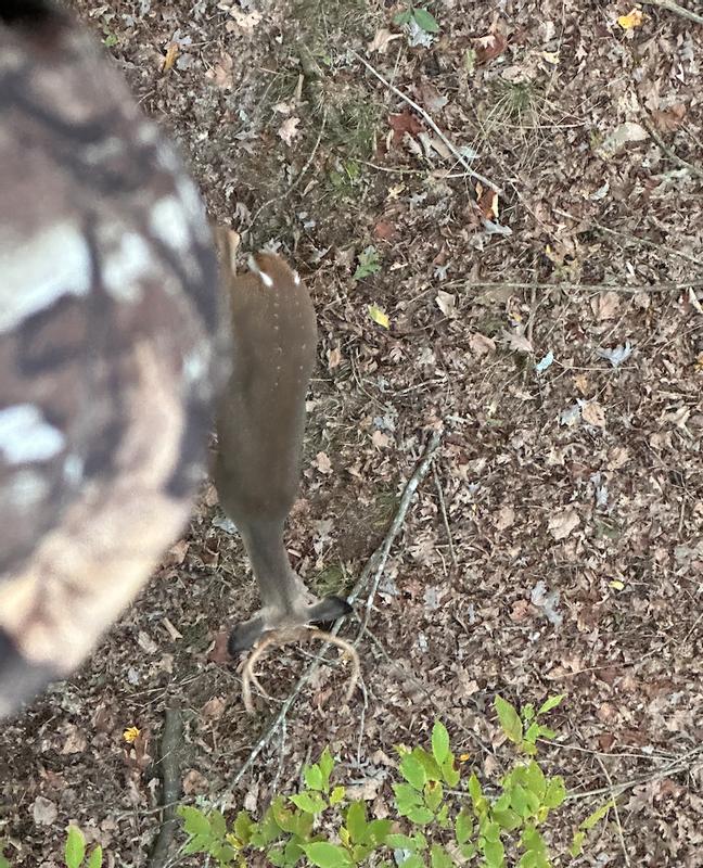Six point under my feet attracted by Tinks