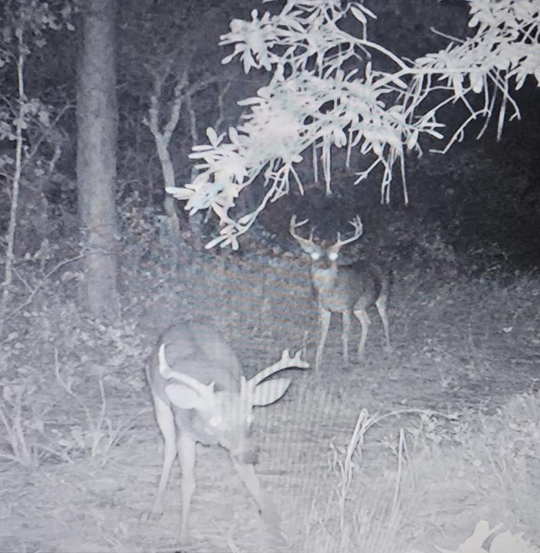 Tink's Power Scrape Mock Scrape Starter W5950