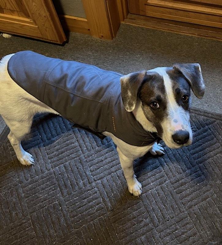 Shiloh and her new coat
