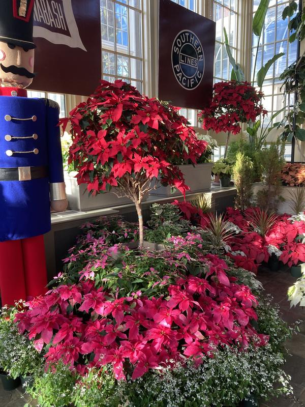 Our Poinsettia display!