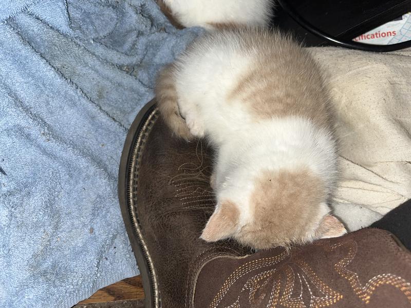 kitten on boot