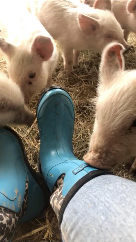 ariat women's springfield rubber boots