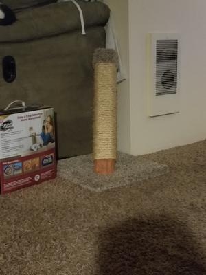 Helped staple the carpet and sisal to this cat scratcher ~ I recarpet/sisal once this is shred up. This one is fresh :)