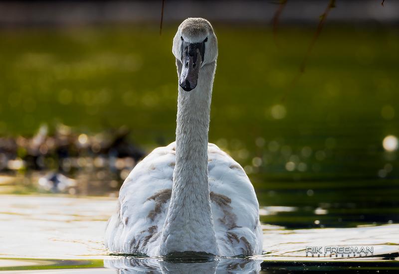 Signet Inbound