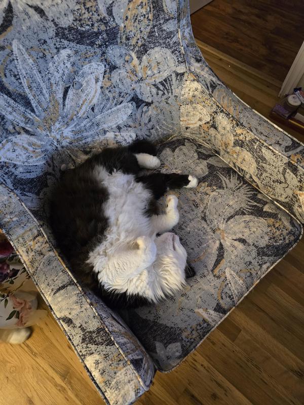 My cat Misty claimed my new chair as soon as I got up. She's been hogging it!😁