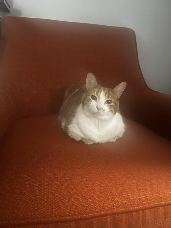 The cat likes it, too.