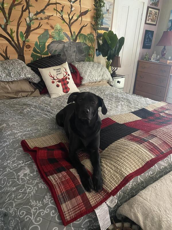 Pet approved.