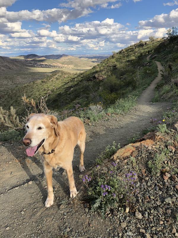 Old Trail Dog Rusty