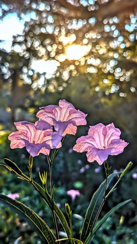 Morning Glory