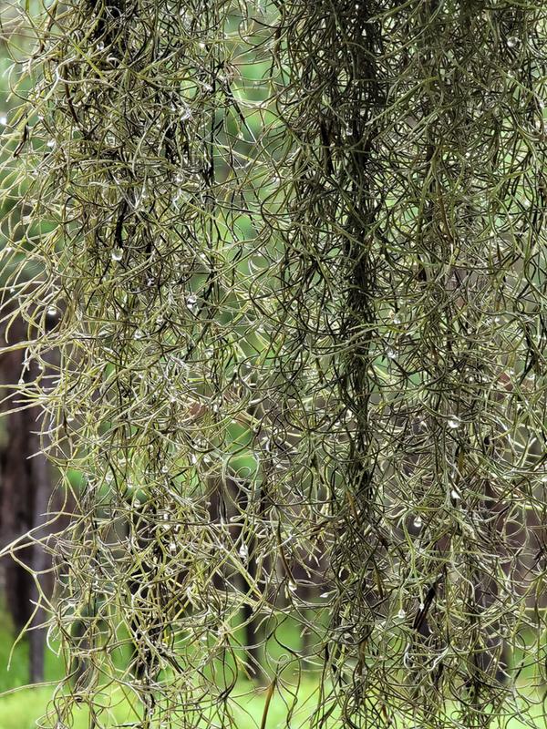 Spanish moss with rain! Hello micro pictures