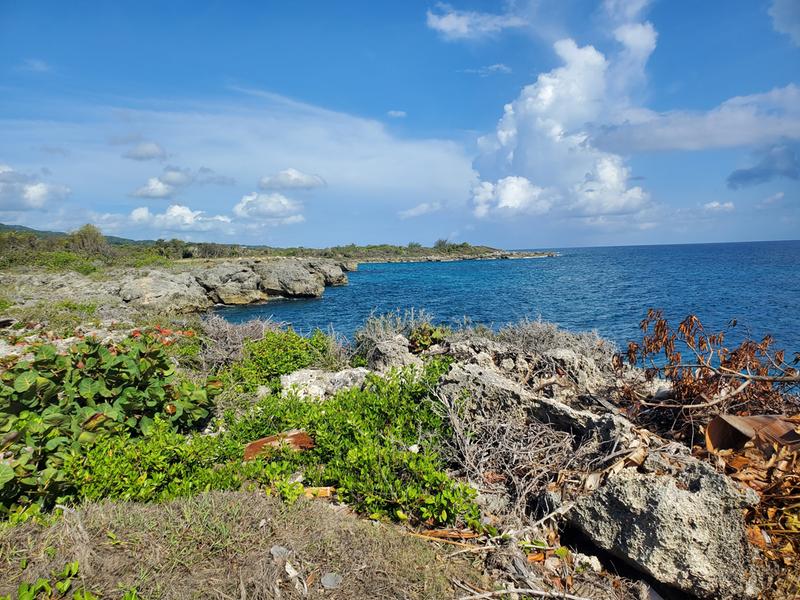 Jamaica Free