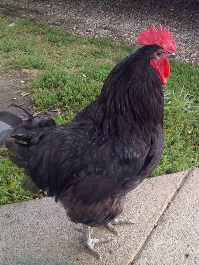 Good quality 5 MP camera