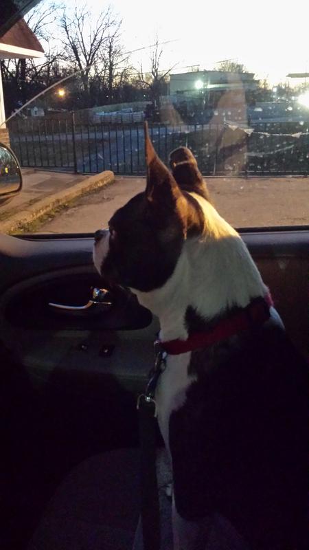 My Grandma's Boston Terrier, Cheyenne