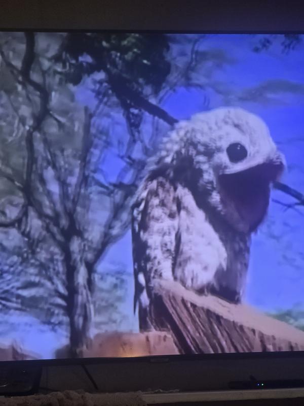 Ugly Bird
