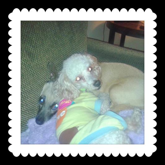 pics are clear and with the apps fun to play with