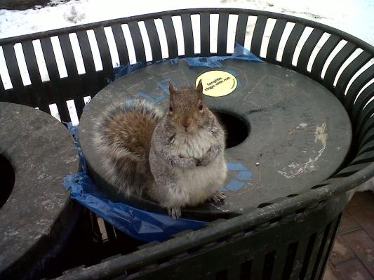 squirrel