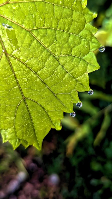 After the Rain