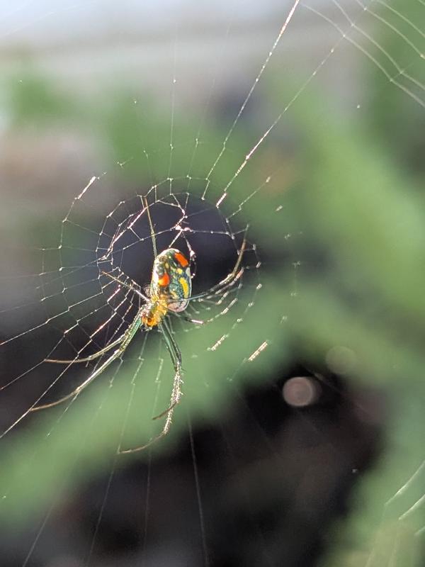Tiny colorful spider