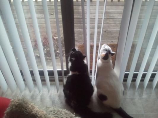 Oingo and Boingo