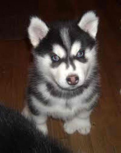 This is my puppy, I took the pic with my phone and it's crystle cleer and went I downloaded the pic and it still was perfect!
