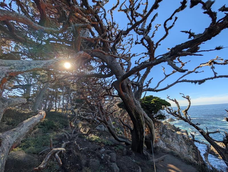 Cypress tree with sun shining through it. Look at the water and its color. I loved that the picture seemed very close to natural.