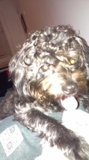 MY BABY REX