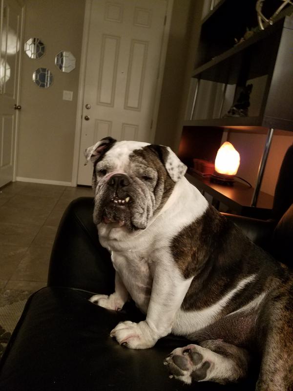 My Sophie Rescued her 8 years ago